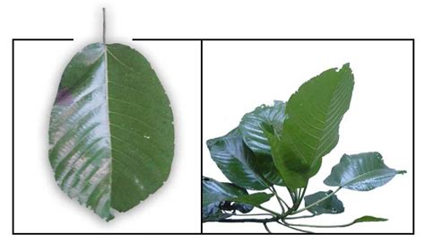 Lipa / Laportea meyeniana Warb. Philippine Medicinal Plants .